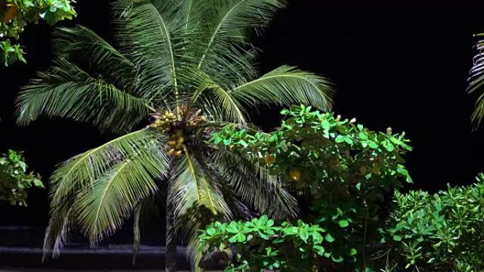 晚上海滩上的棕榈树。旅游场所