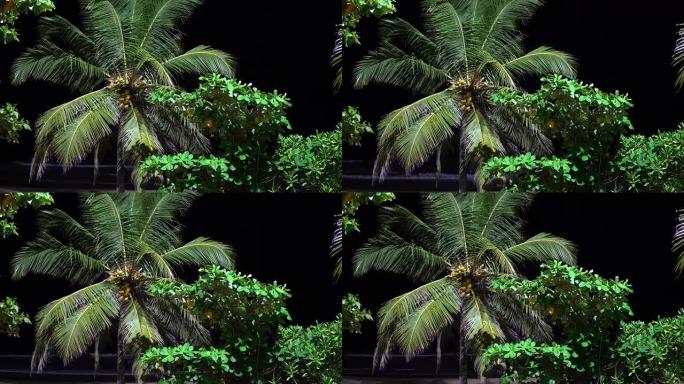 晚上海滩上的棕榈树。旅游场所