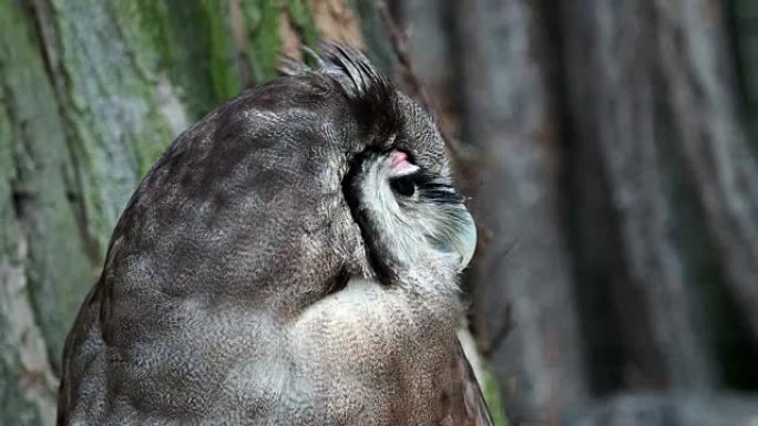 Bubo lacteus栖息在树上。非常强大，最大的非洲猫头鹰，Verreaux的鹰鸮。