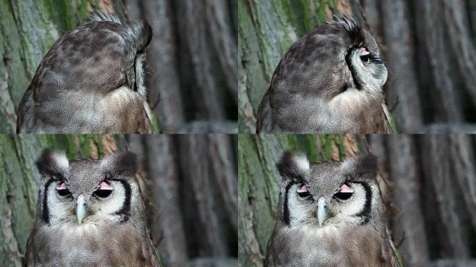 Bubo lacteus栖息在树上。非常强大，最大的非洲猫头鹰，Verreaux的鹰鸮。