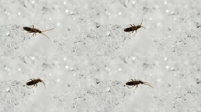 Springtail (Collembola) 在雪地上跳跃