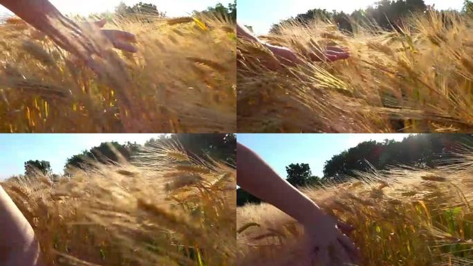 女人的手在日落之前穿过小麦植物