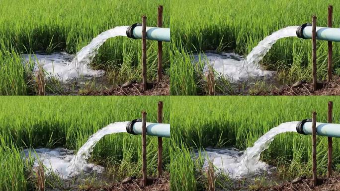 水管流入稻田。