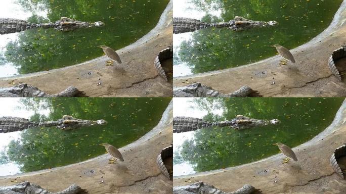 鳄鱼在绿色沼泽水中游泳。泥泞的沼泽河。泰国。亚洲