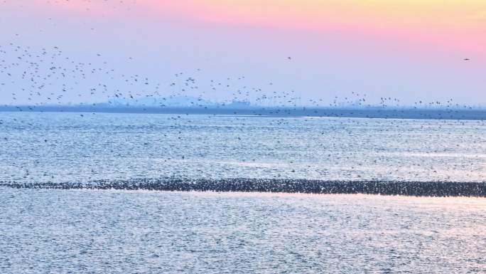 波光粼粼海面滩涂候鸟
