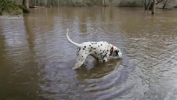 在河洪水中遛狗