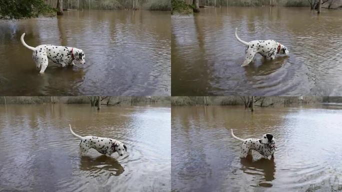 在河洪水中遛狗