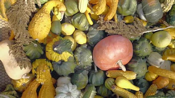 南瓜收获。万圣节南瓜。秋天的乡村乡村背景与蔬菜骨髓。