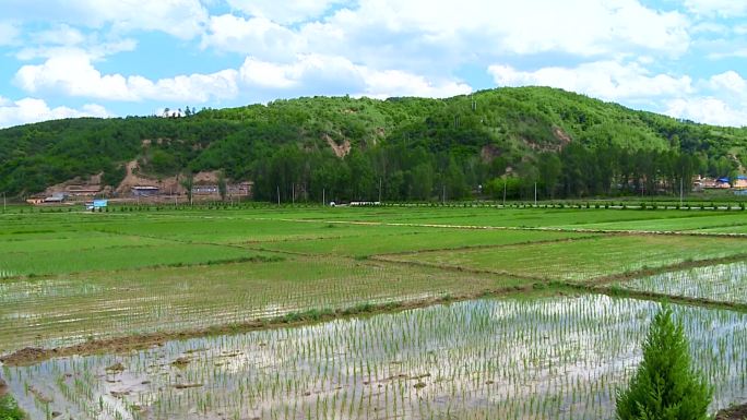 南泥湾稻田