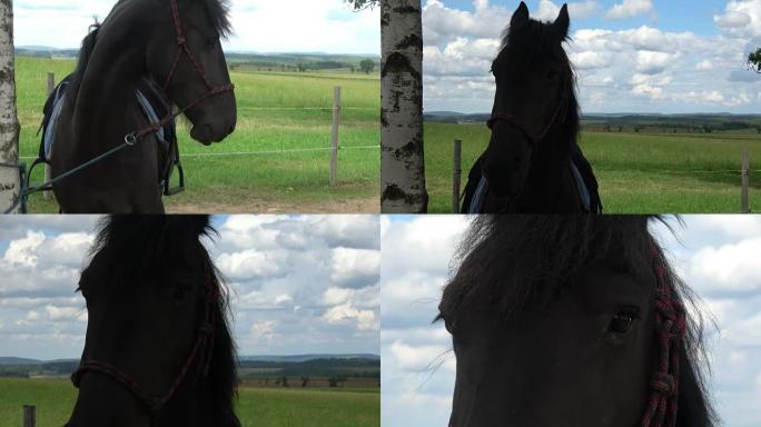 Friesian horse in nature by the tree