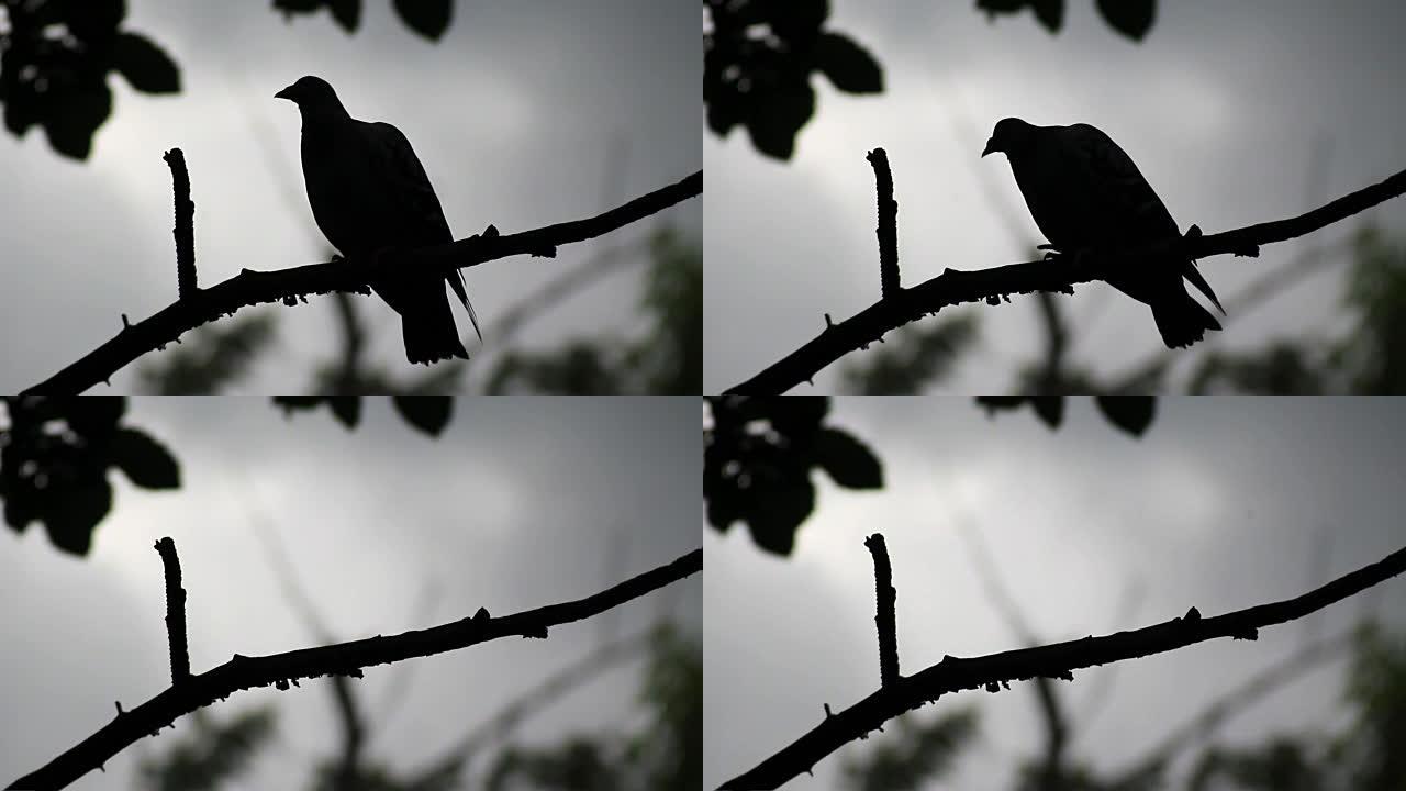鸽子剪影坐在树枝上