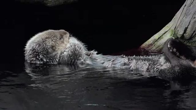 卡兰海獭在水中向后游泳，舔爪子