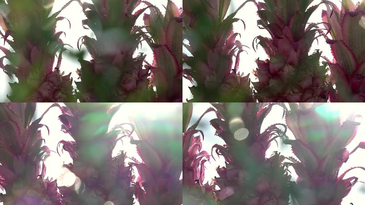 观赏菠萝的彩色全景场景，带有美丽的太阳光束和慢动作镜头耀斑。