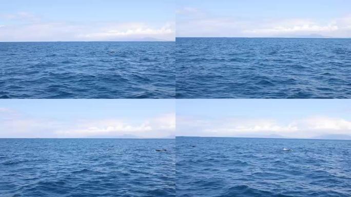 在直布罗陀海峡游泳的领航鲸