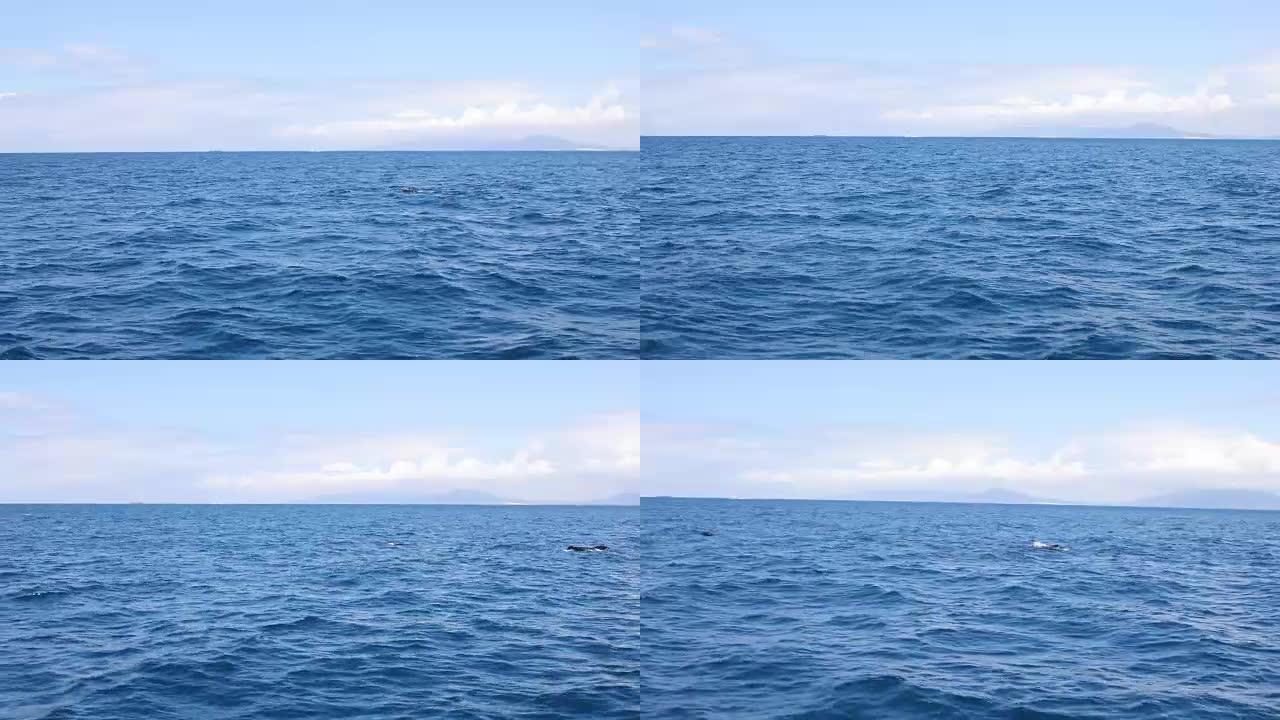 在直布罗陀海峡游泳的领航鲸