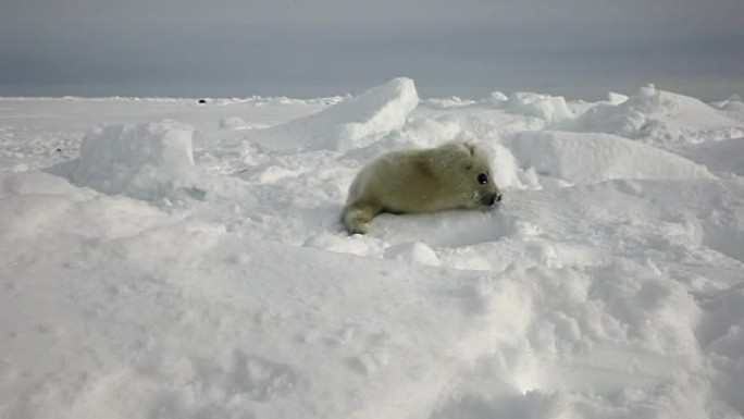 可爱的新生海豹在俄罗斯白雪海上。
