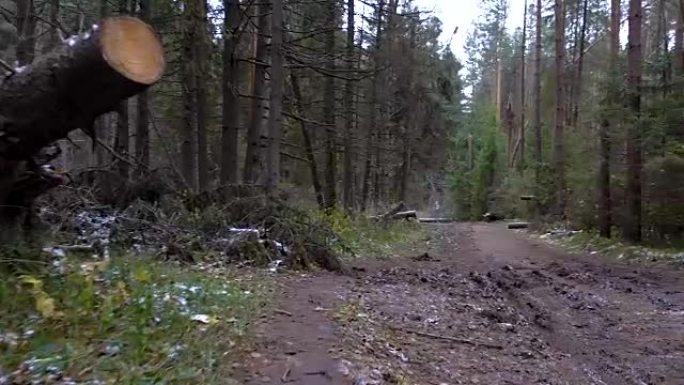 拍摄森林中倒下的树木