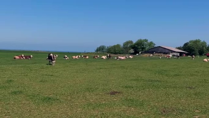 法国诺曼底，阳光明媚的日子，奶牛在绿色的草地上吃草。牛养殖、工业农业概念。夏季乡村景观，驯养牲畜牧场