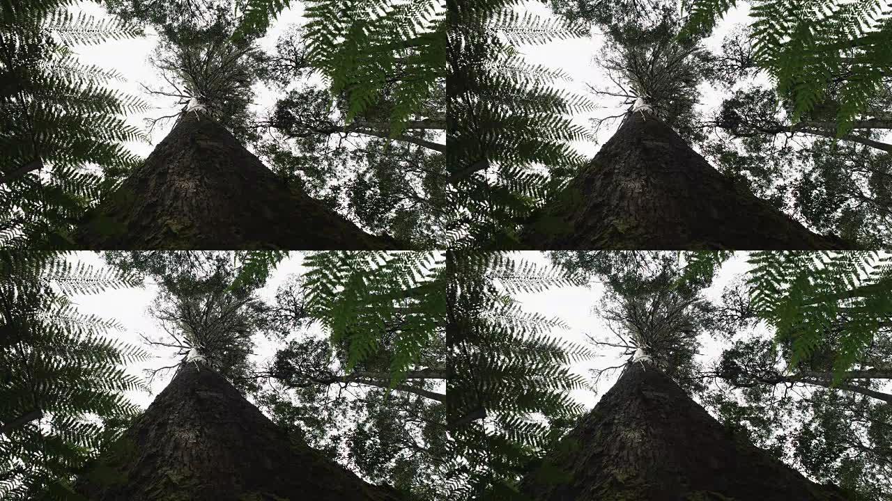 塔斯马尼亚沼泽口香糖树干的低角度特写