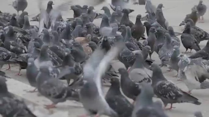 街上的鸽子群