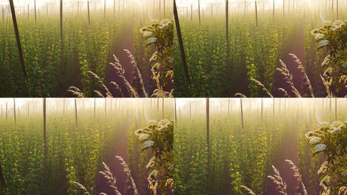 The Grass in Front of Hop Field at the Sunrise. Cz