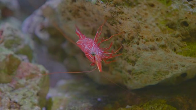 水族馆中的丑角虾