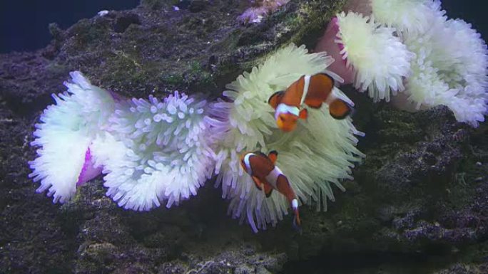 小丑鱼庇护所和海葵