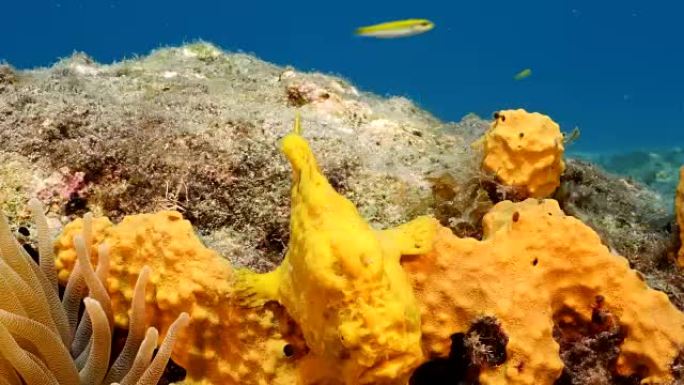 库拉索岛附近加勒比海珊瑚礁中的蛙鱼