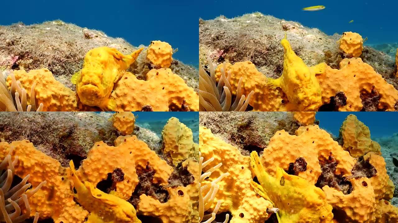 库拉索岛附近加勒比海珊瑚礁中的蛙鱼