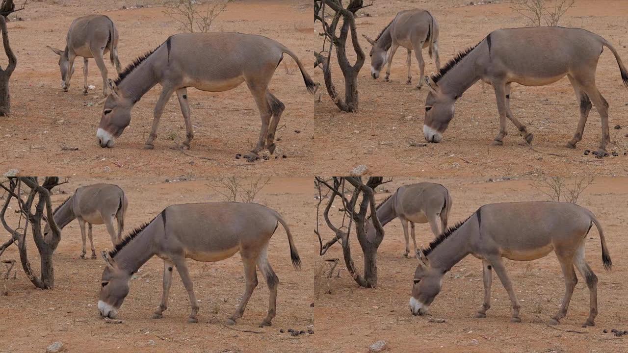 两只驴在红色的沙质土壤食物，干旱的非洲沙漠中吃光了