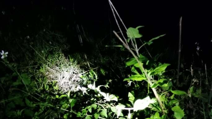 夜路 山野 野外夜景 野草 黑夜草丛黑夜