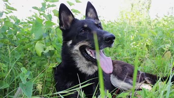 美丽的德国牧羊犬伸出舌头呼吸