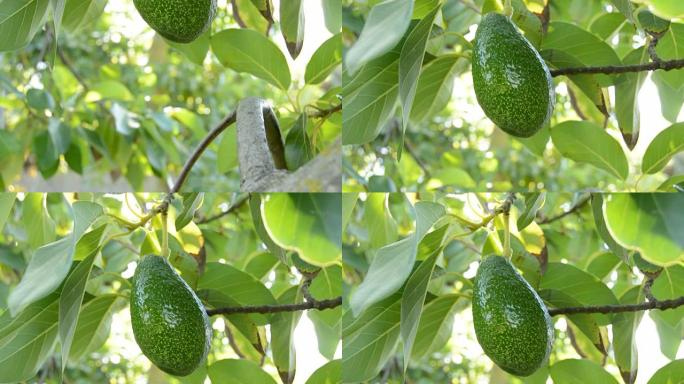 培根鳄梨水果挂在鳄梨树的树枝上，倾斜