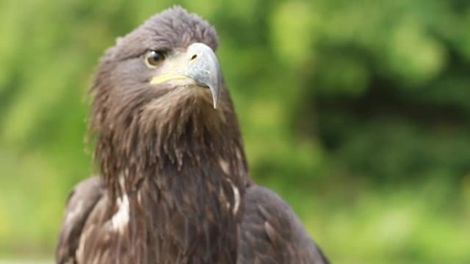 青春期秃鹰，头部和羽毛呈褐色