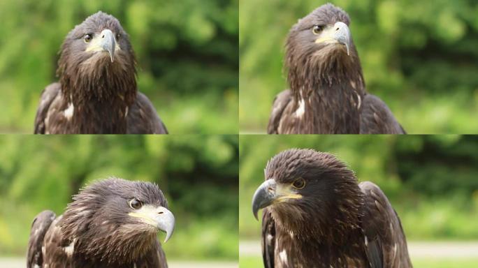 青春期秃鹰，头部和羽毛呈褐色