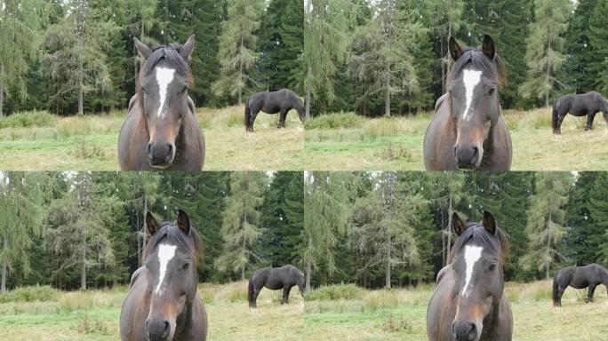 美丽的黑白马在风景如画的绿色奥地利草坪上吃草