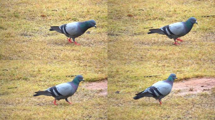 下雨的鸽子在草地上寻找食物