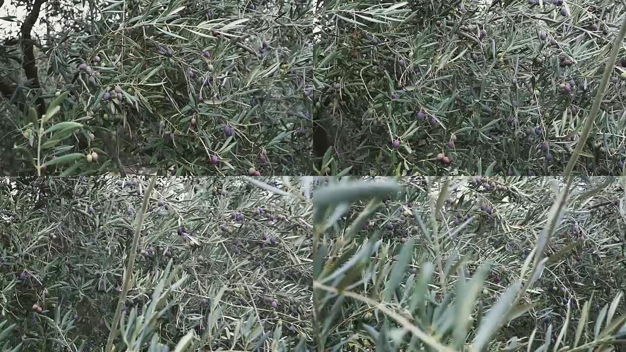 西班牙树上成熟橄榄的特写镜头