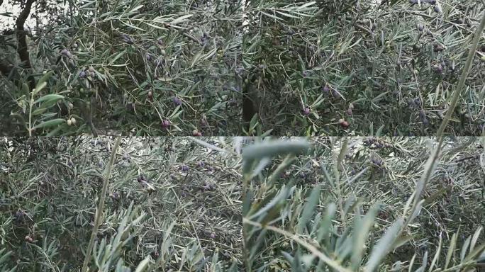 西班牙树上成熟橄榄的特写镜头