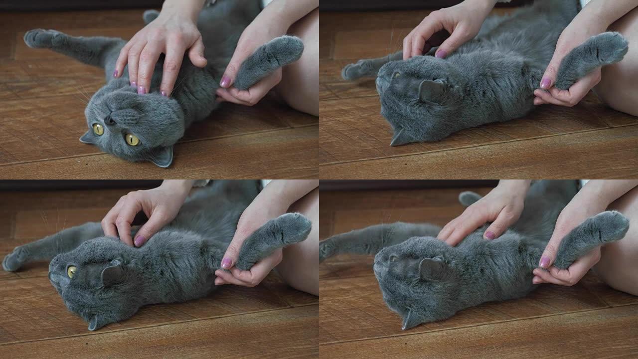 一个女孩抱着一只猫抚摸着它。灰色英国短毛猫