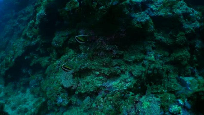 台湾海底锦旗珊瑚鱼群