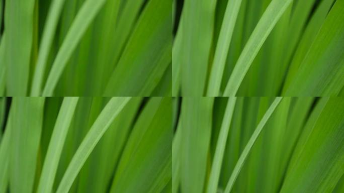 绿草宏观美丽的背景夏天。高清视频素材1920x1080静态摄像机