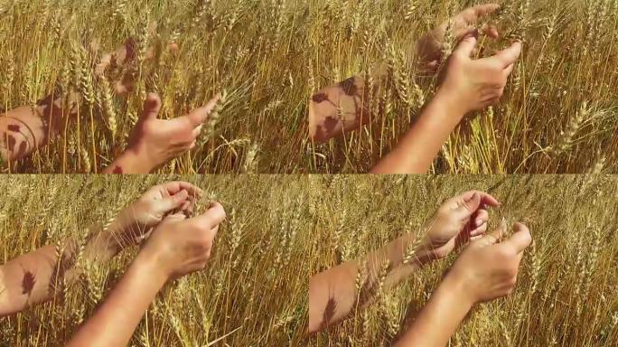 女性的手移动小麦的耳朵