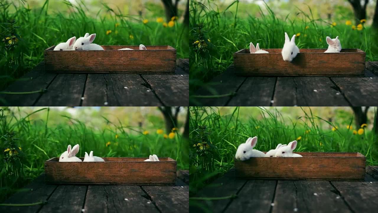 三只可爱的蓬松兔子坐在夏天花园里一块旧木板上的木箱里。概念: 小白兔。