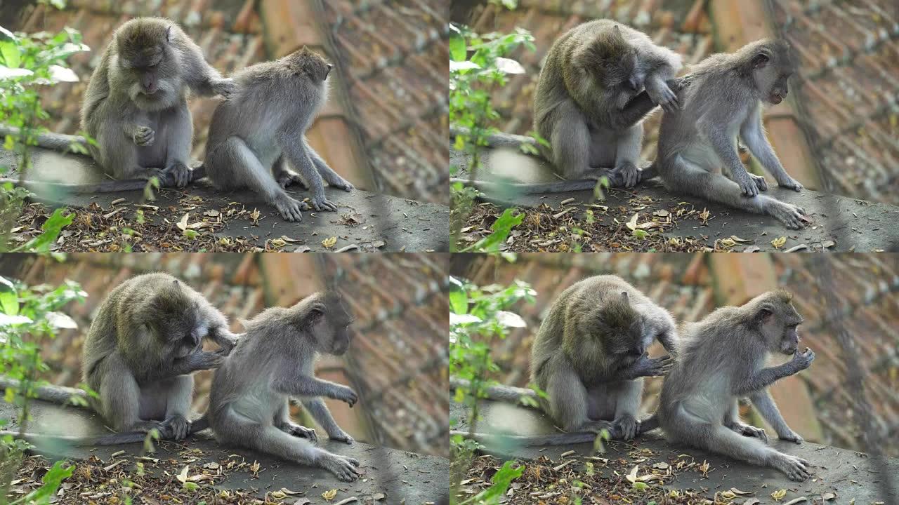 巴厘岛森林中的猴子