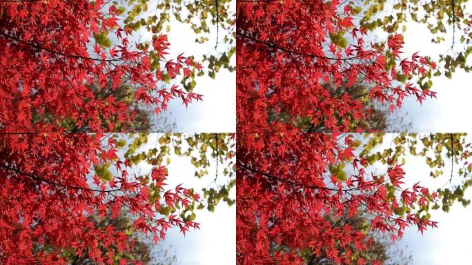 风中的秋天红枫叶