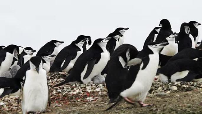 下巴企鹅和他们的家人