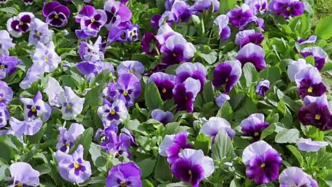 盛开的花园里有很多紫色的铃铛花