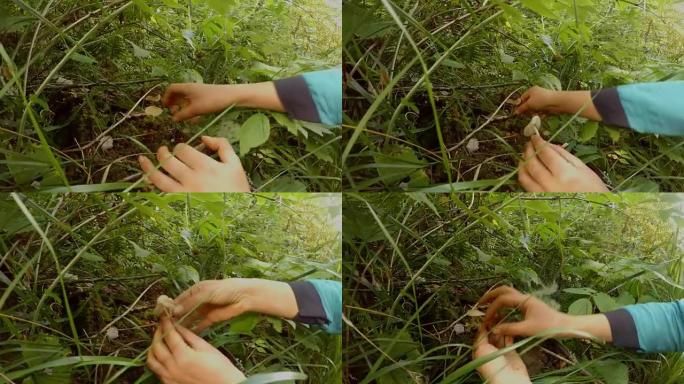 POV女人的手在绿色森林灌木丛中撕下带有苔藓的毒蘑菇，第一人称视角