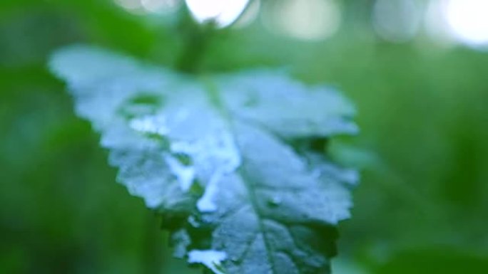 一滴雨从绿色的床单上流下来